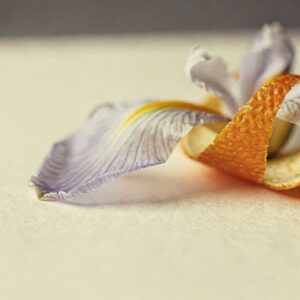 Tuscan Iris, Italian Orange &mdash; the opening of Vellum.